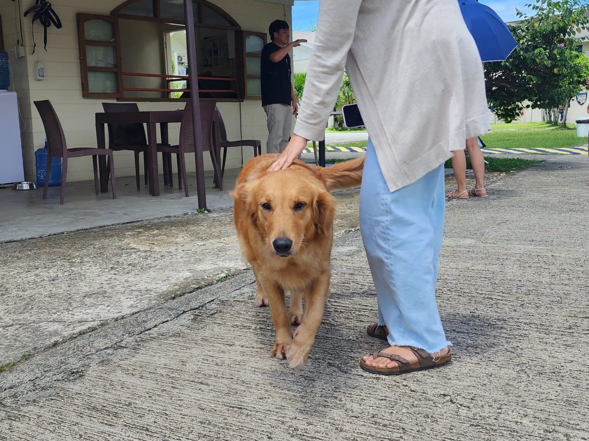FELLA狗狗